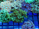 Monsoon Aquatics Alveopora Frag Green