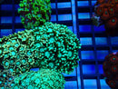 Monsoon Aquatics Alveopora Frag Yellpw Polyps