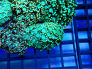 Monsoon Aquatics Alveopora Frag Green