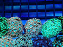 Monsoon Aquatics Alveopora Frag Pink/Ultra