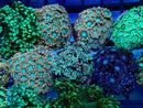 Monsoon Aquatics Alveopora Frag Pink/Ultra