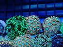 Monsoon Aquatics Alveopora Frag Pink/Ultra
