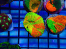 Monsoon Aquatics Master Scoly Frag (imperfect)