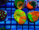 Monsoon Aquatics Master Scoly Frag (imperfect)