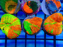 Monsoon Aquatics Ultra Scoly Frag