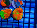 Monsoon Aquatics Ultra Scoly Frag