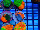Monsoon Aquatics Superman Scoly