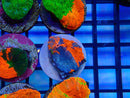 Monsoon Aquatics Superman Scoly
