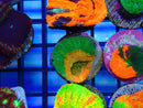 Monsoon Aquatics Ultra Scoly