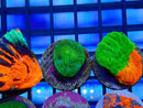 Monsoon Aquatics Scoly Frag