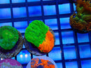 Monsoon Aquatics Scoly Frag