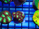 Monsoon Aquatics Blastomussa Frag