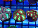 Monsoon Aquatics Blastomussa Frag