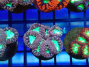 Monsoon Aquatics Blastomussa Frag
