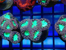 Monsoon Aquatics Blastomussa Frag