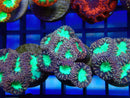 Monsoon Aquatics Blastomussa Frag