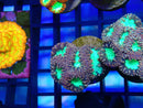 Monsoon Aquatics Blastomussa Frag