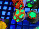 Monsoon Aquatics Blastomussa Frag