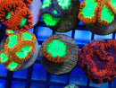 MonMonsoon Aquatics Blastomussa Frag
