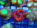 Monsoon Aquatics Signature Blastomussa Frag