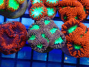 Monsoon Aquatics Blastomussa Frag