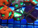 Monsoon Aquatics Blastomussa Frag
