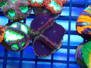 Monsoon Aquatics Signature Blastomussa Frag