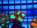 Monsoon Aquatics Blastomussa Frag