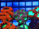 Monsoon Aquatics Blastomussa Frag