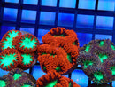Monsoon Aquatics Blastomussa Frag