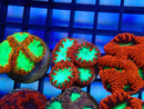 Monsoon Aquatics Blastomussa Frag