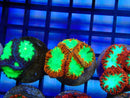 Monsoon Aquatics Blastomussa Frag