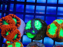 Monsoon Aquatics Blastomussa Frag