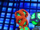 Monsoon Aquatics Blastomussa Frag