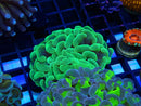 Monsoon Aquatics Fragged Hammer