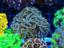 Monsoon Aquatics Fragged Hammer Dragon Scale