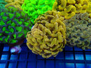 Monsoon Aquatics Fragged Toxic Orange Hammer
