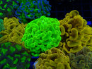 Monsoon Aquatics Fragged Toxic Green Hammer