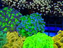 Monsoon Aquatics Hammer Frag Ultra Reverse