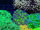 Monsoon Aquatics Hammer Frag Ultra Reverse
