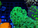 Monsoon Aquatics Hammer Frag