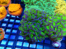 Monsoon Aquatics Hammer Frag Ultra Reverse