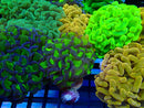 Monsoon Aquatics Hammer Frag Ultra Reverse