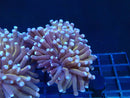 Monsoon Aquatics Torch Dark Stem Gold