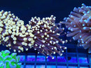 Monsoon Aquatics Torch Green Mouth