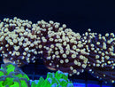 Monsoon Aquatics Torch Green Mouth