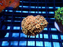 Ultra Alveopora small