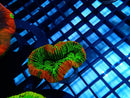 Ultra Scrolling Trachy small