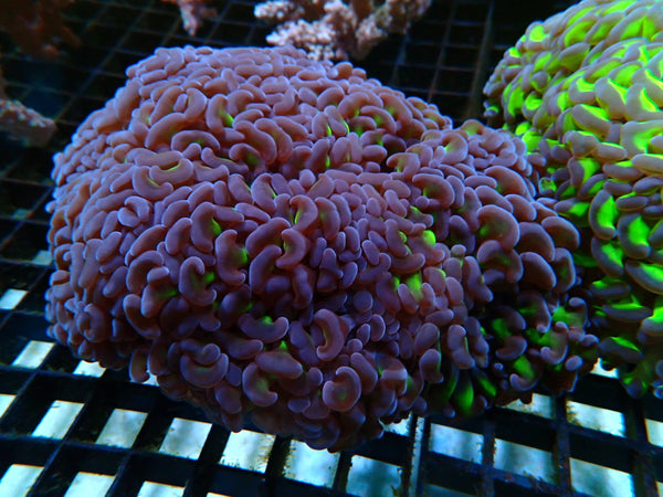 Hammer Large Reverse