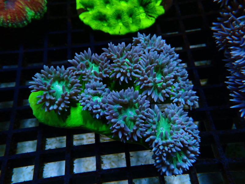 Duncanopsammia